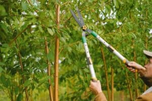 Tree pruning